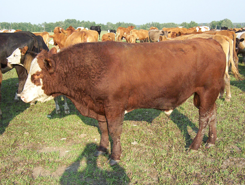 bull